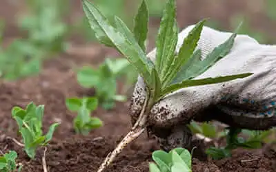 lean belly fat juice