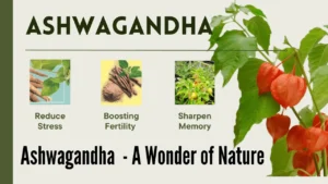 Read more about the article The Amazing Benefits of Ashwagandha for Men and Women: An Ayurvedic Wonder Herb